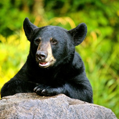 Gallery | American Bear Association